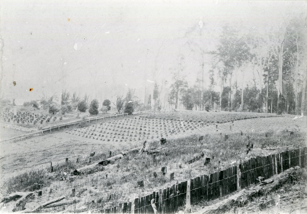 First pineapple crop, 1902