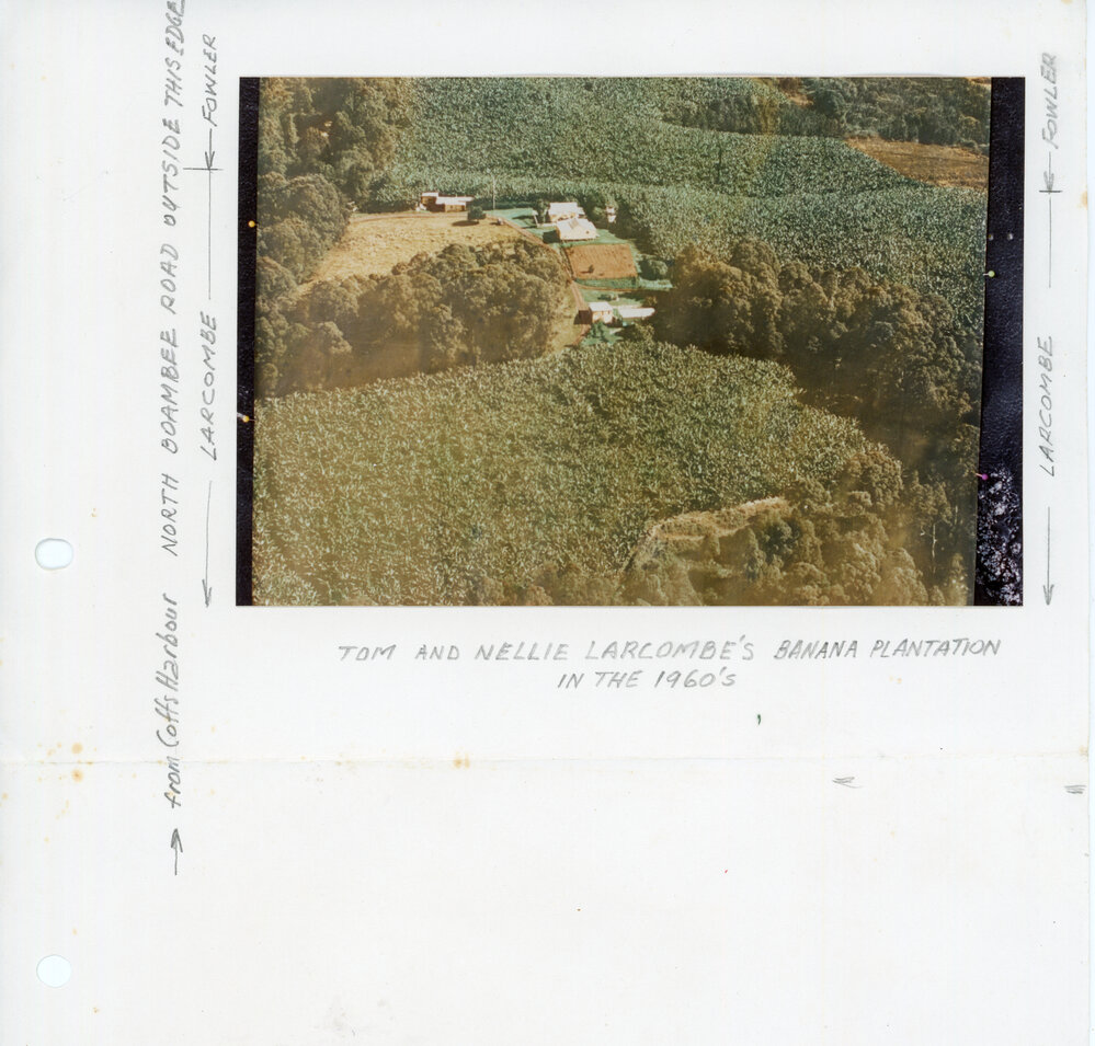 Larcombe banana plantation, 1960s