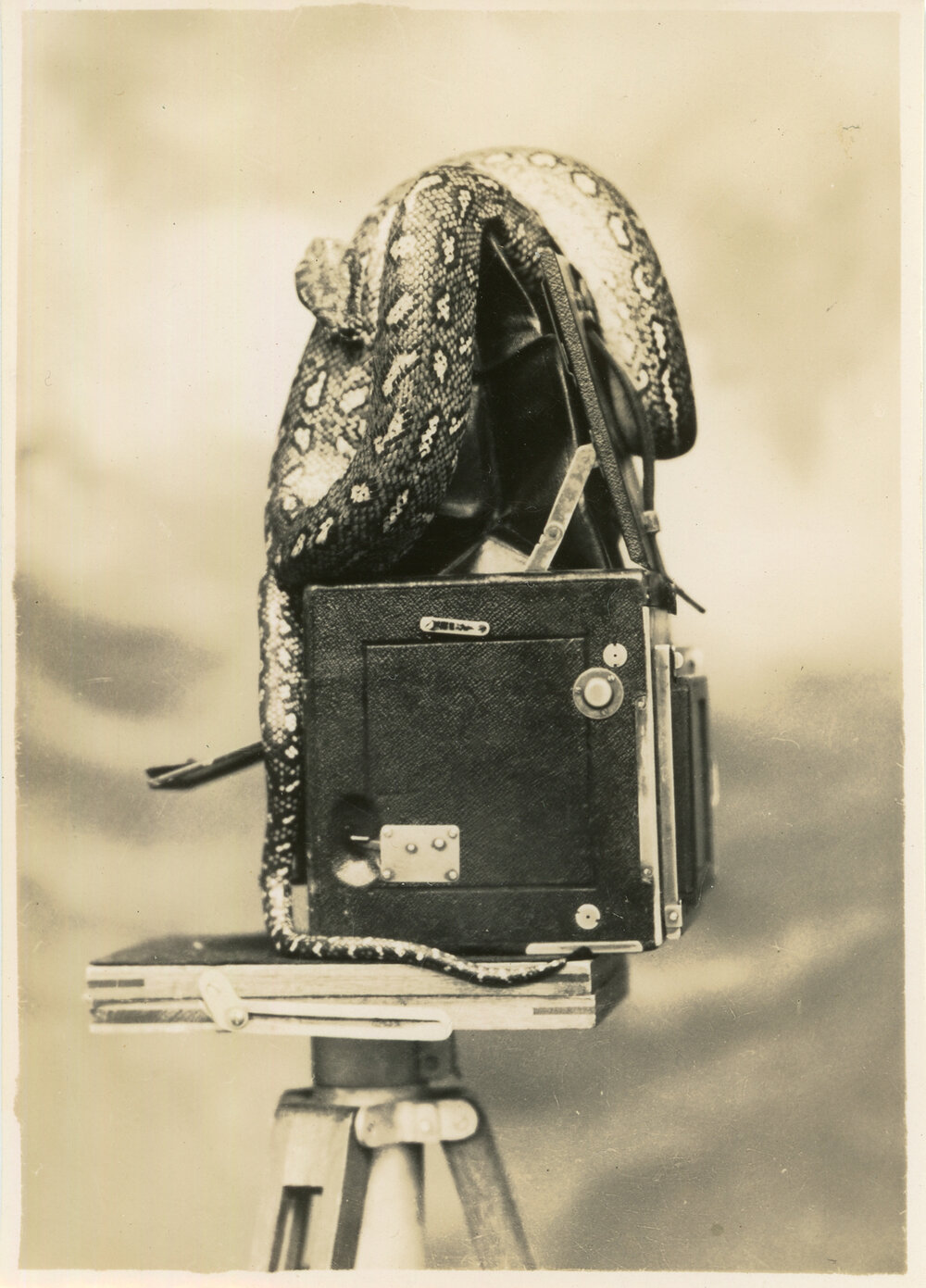 Photograph of Joe Blake on Marie Hunt's Camera, c. 1950