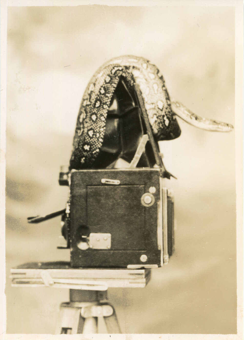 Photograph of Joe Blake on Marie Hunt's Camera, c. 1950