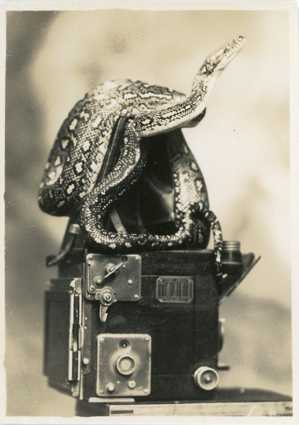 Photograph of Joe Blake on Marie Hunt's camera, c. 1950