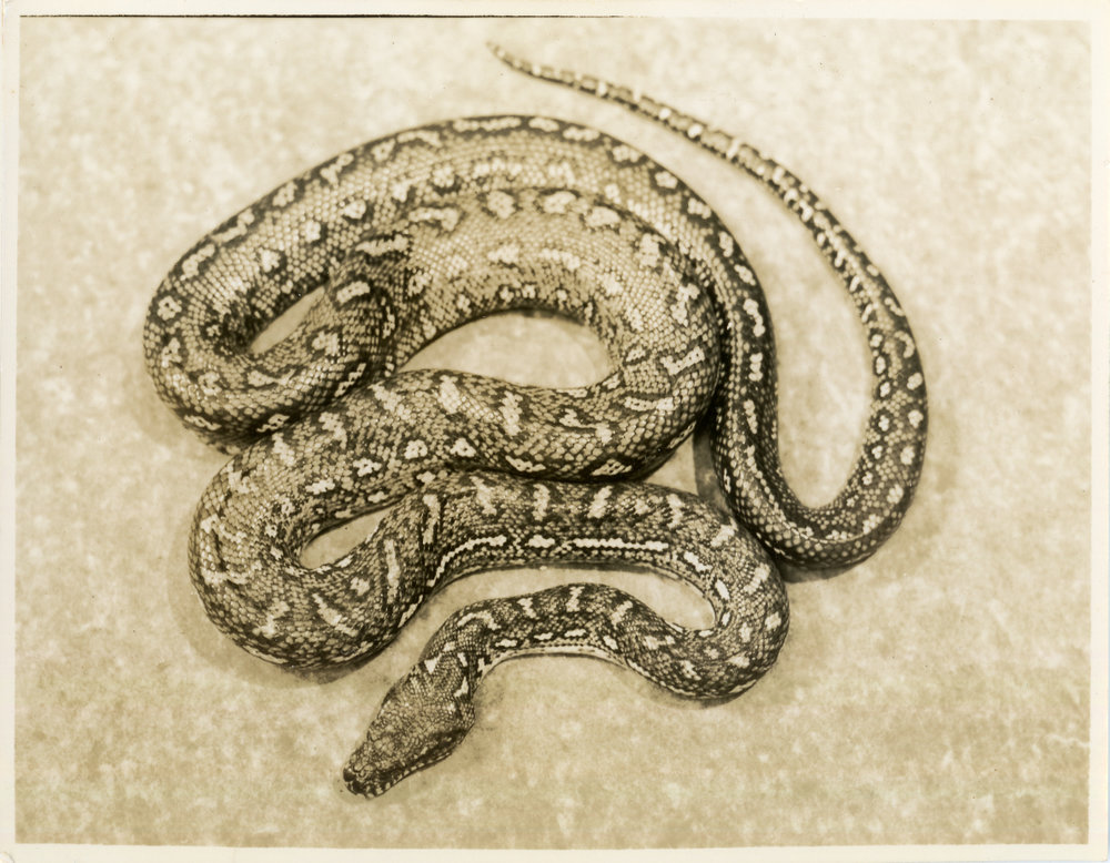 Photograph of Joe Blake, c. 1950