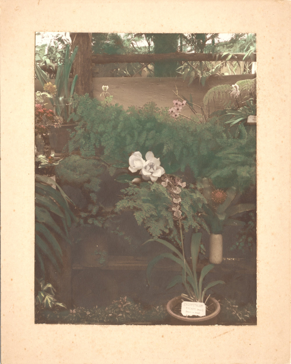 Orchid display