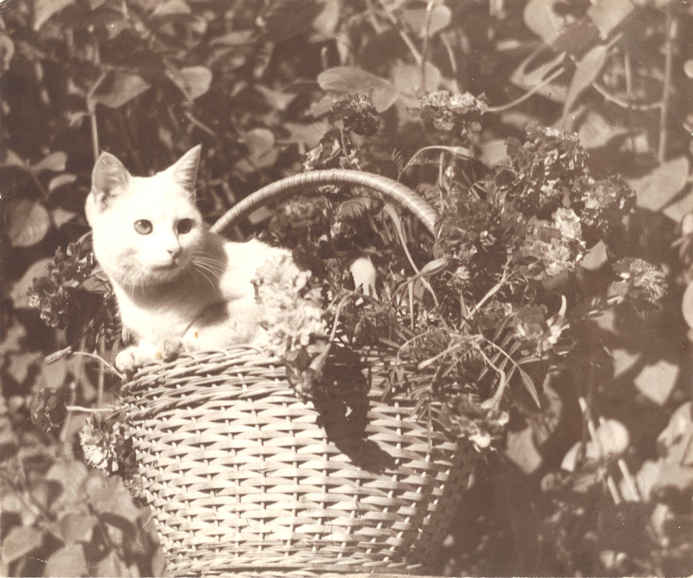 White cat in faux floral arrangement