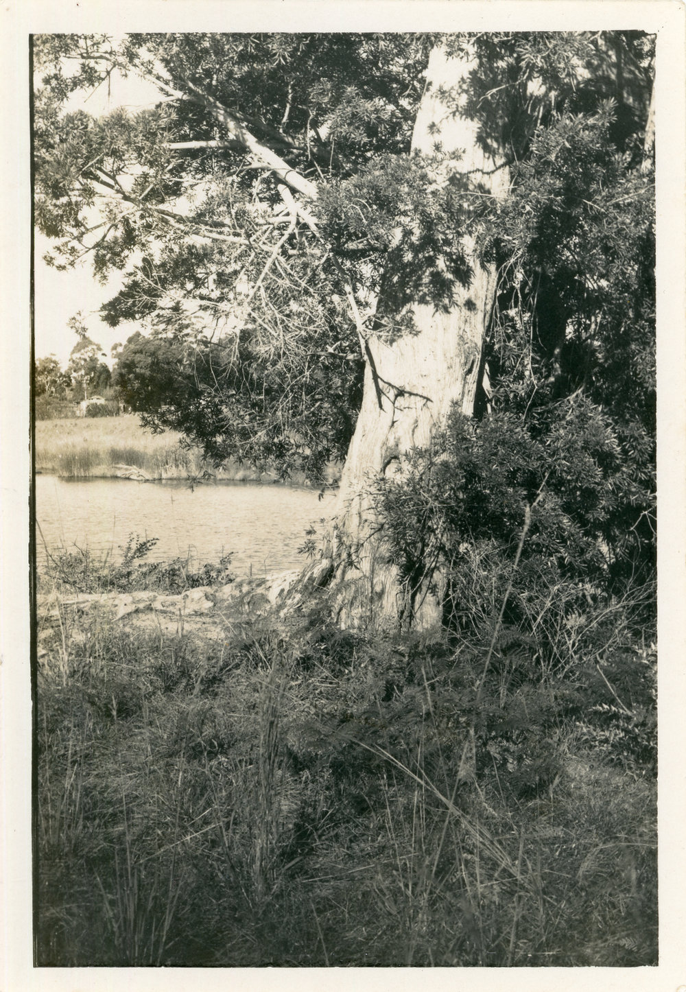 Brown pine tree beside Bonville Creek used for spear fishing, 1971