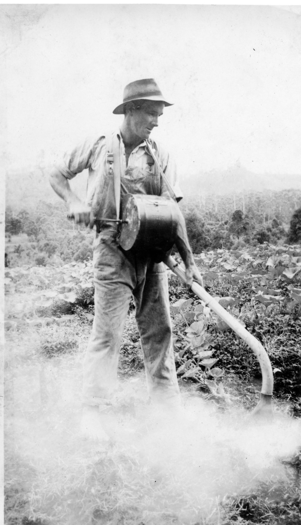 Tom Bishop misting pumpkins with fungicide at Englands Road, 1950
