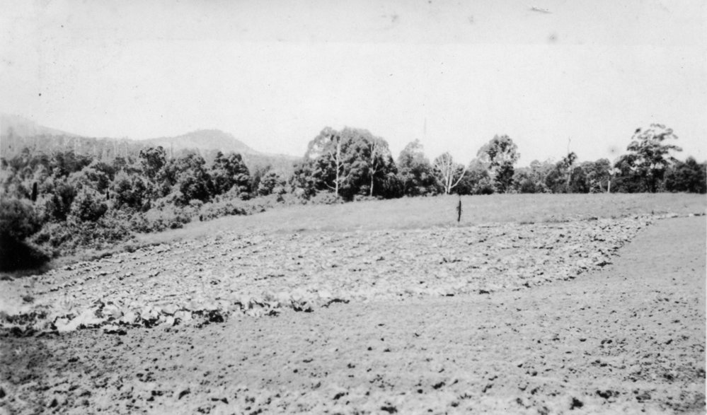 The pumpkin patch on Englands Road, 1950