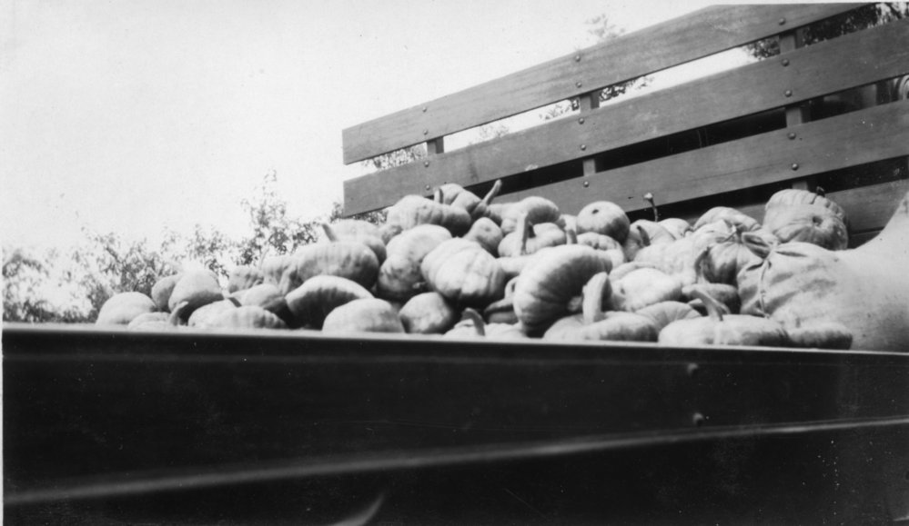 The pumpkin harvest on the truck, 1950