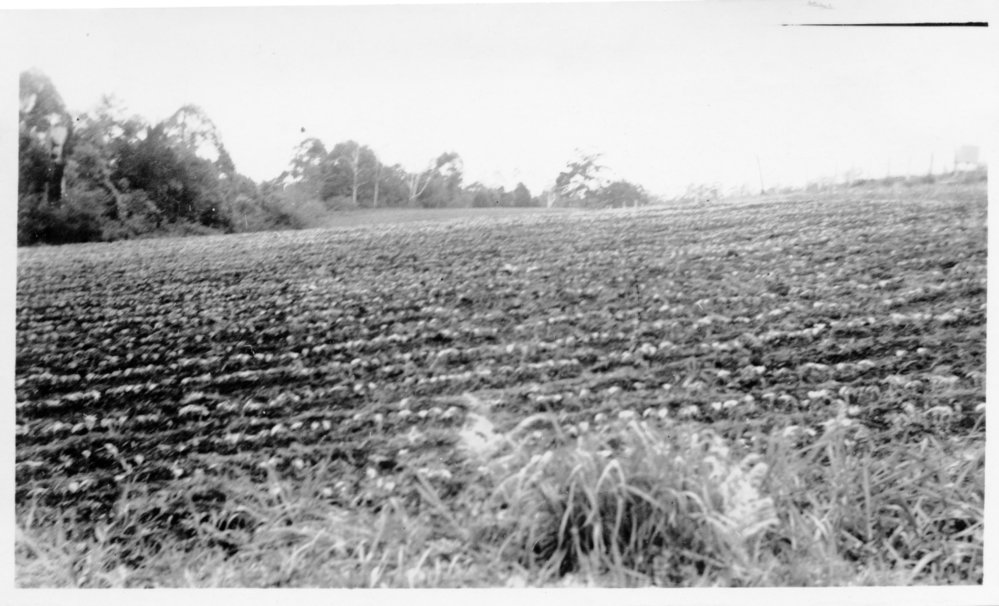 A sprouting bean crop beside Englands Road, 1951