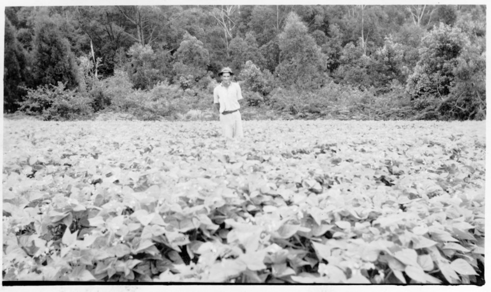 Tom Bishop in the bean crop on Englands Road, 1951