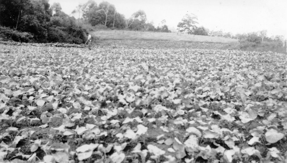 Chris Lewthwaite spraying the bean crop on Englands Road, 1951