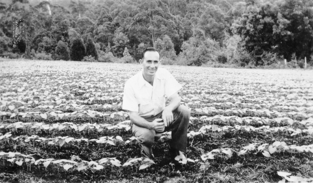 Chris Lewthwaite in the bean crop on Englands Road, 1951