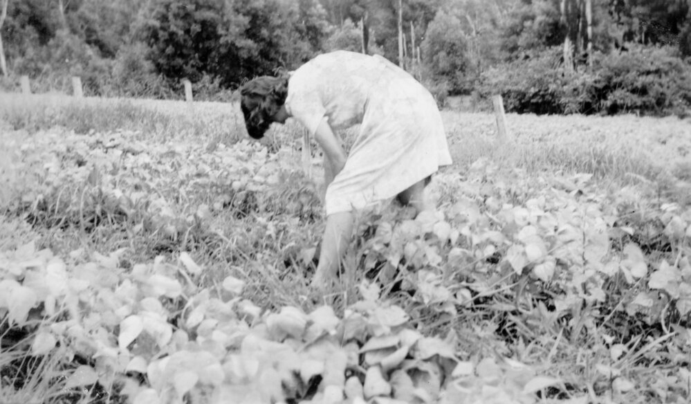 Noelene Lewthwaite picking beans on Englands Road, 1951