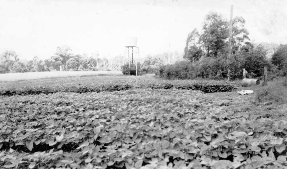 The bean crop ready for picking on Englands Road, 1951