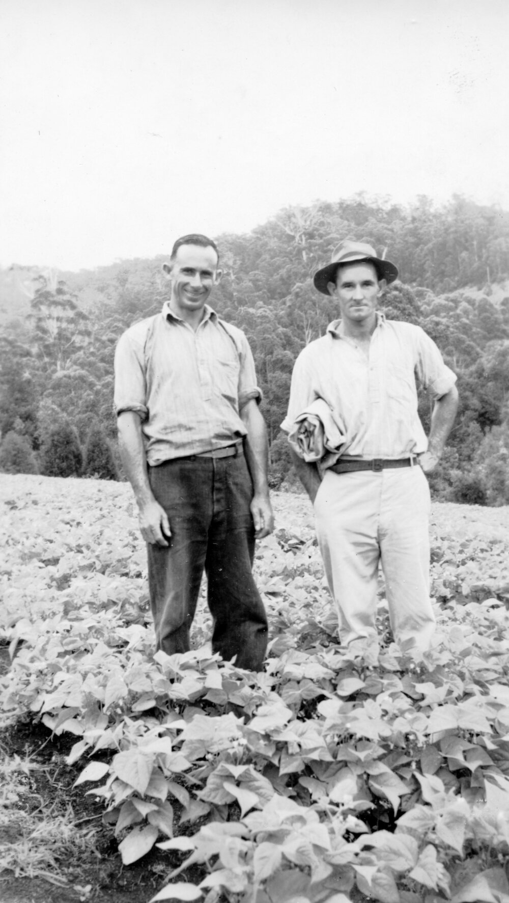 The Bean Pickers Chris Lewthwaite and Tom Bishop on Englands Road, 1951