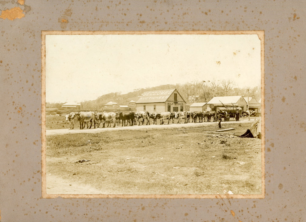 A bullock team pauses outside Auctioneer Seccombe's Produce and Seed Bulk Stores, c.1910
