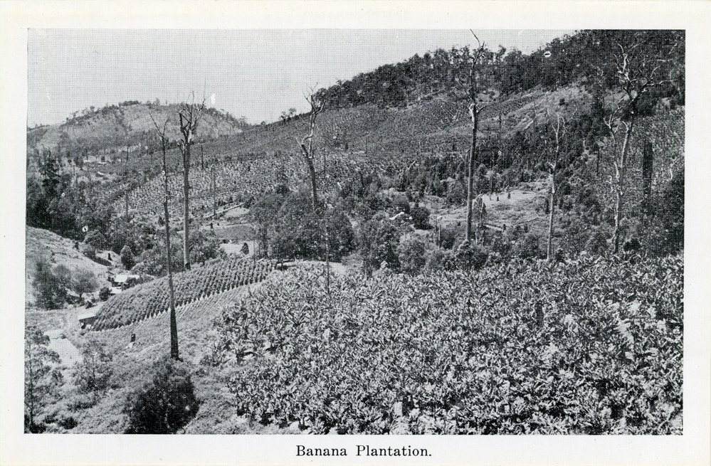 Scrub and bananas on the hillsides