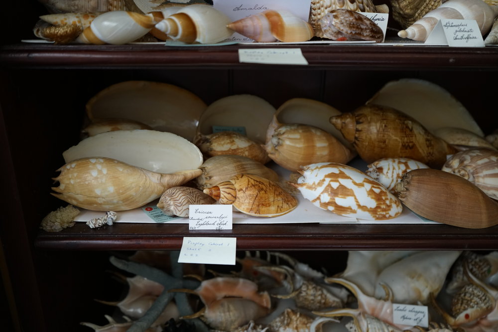 Shells