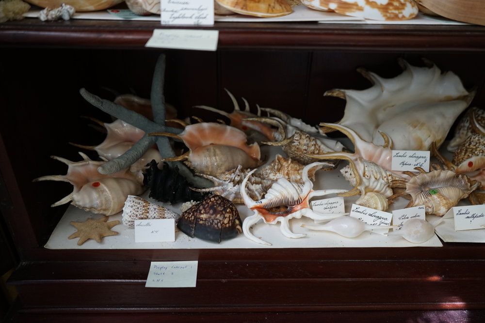 Shells