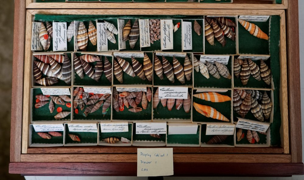 Shells in Tray