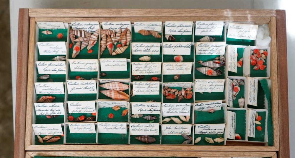 Shells in Tray