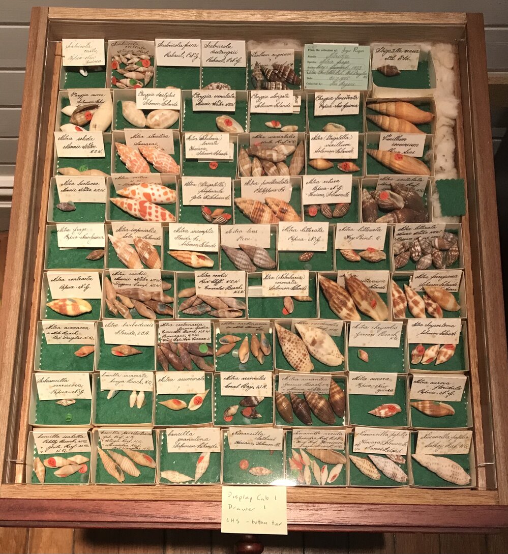 Shells in Drawer
