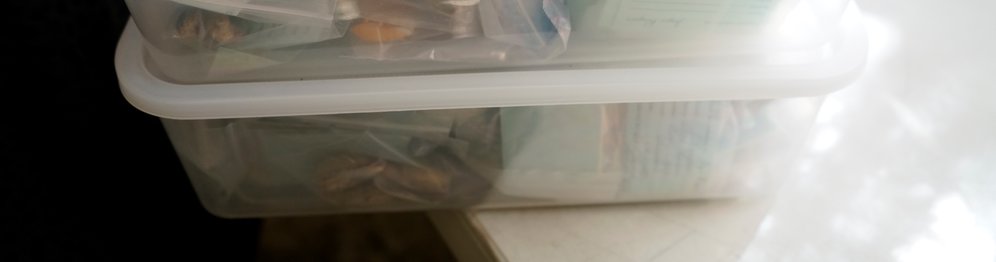 Shells in Container