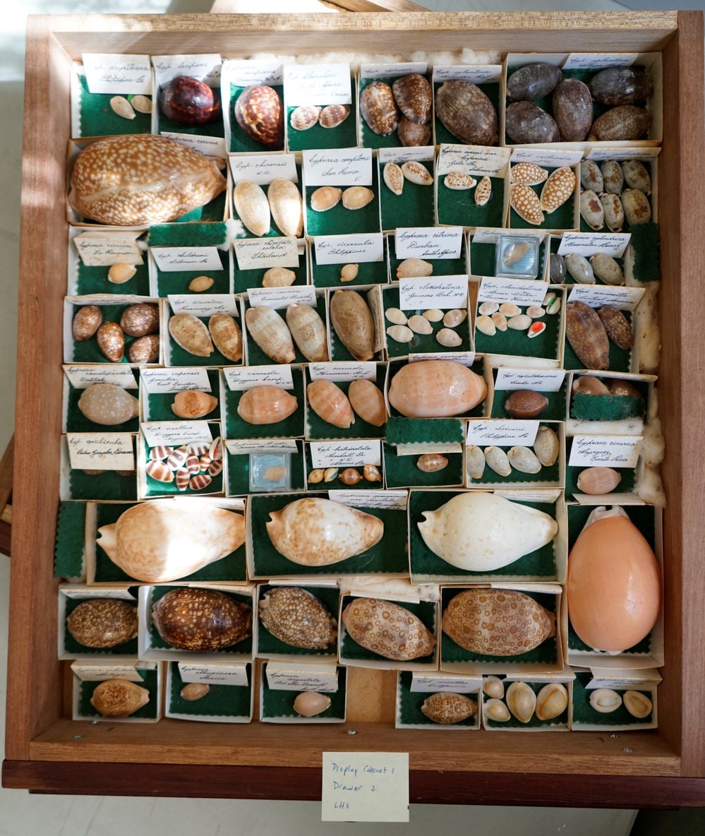 Shells in Drawer