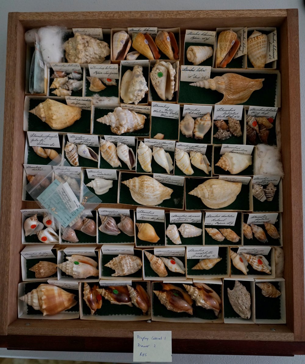 Shells in Drawer