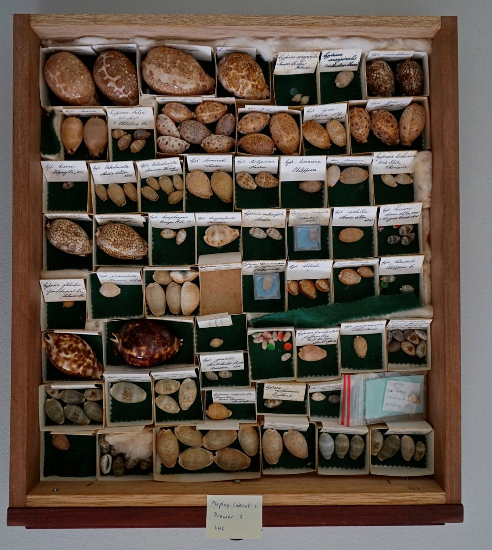 Shells in Drawer