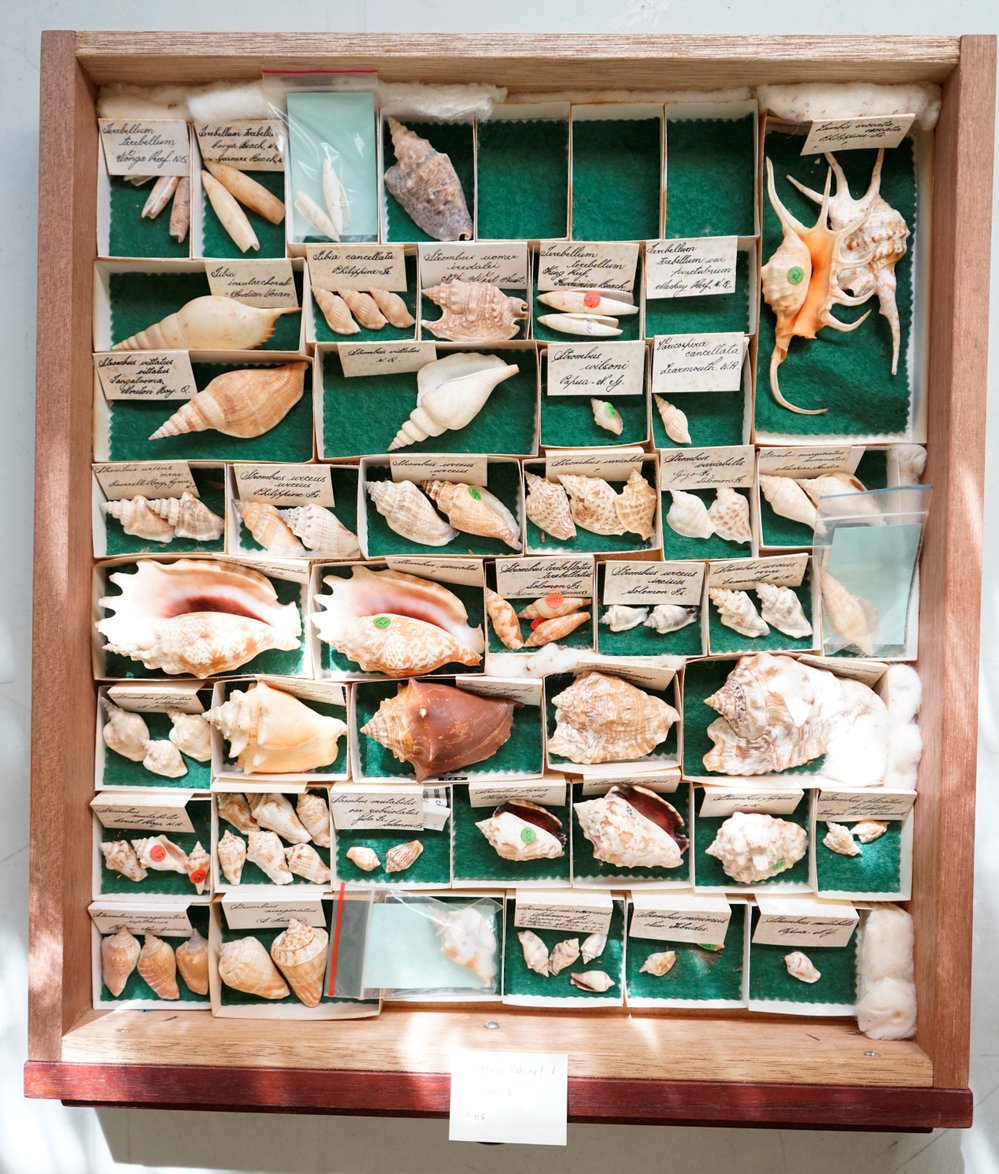 Shells in Drawer