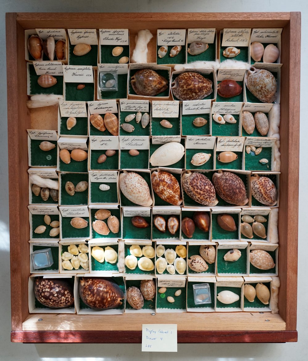 Shells in Drawer