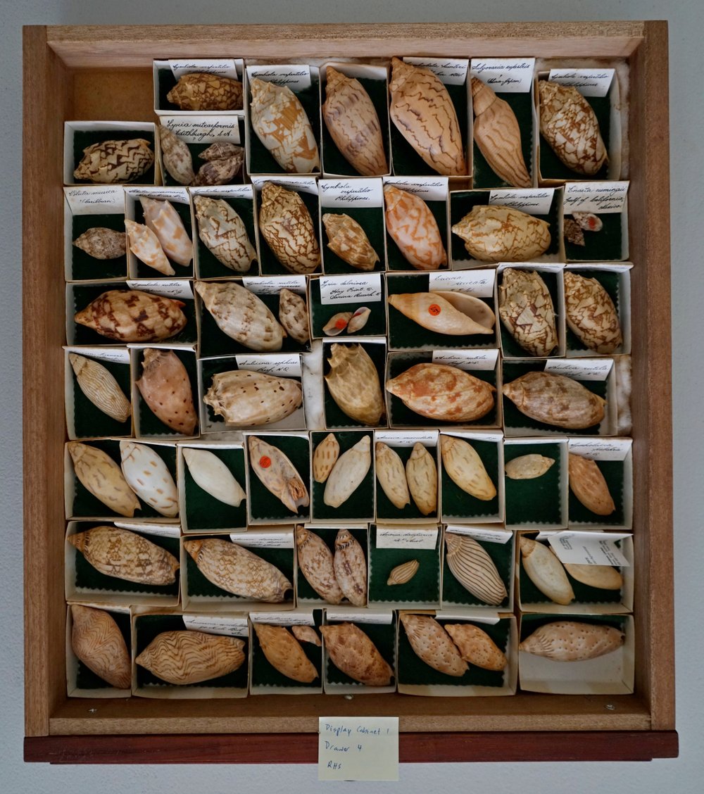 Shells in Drawer
