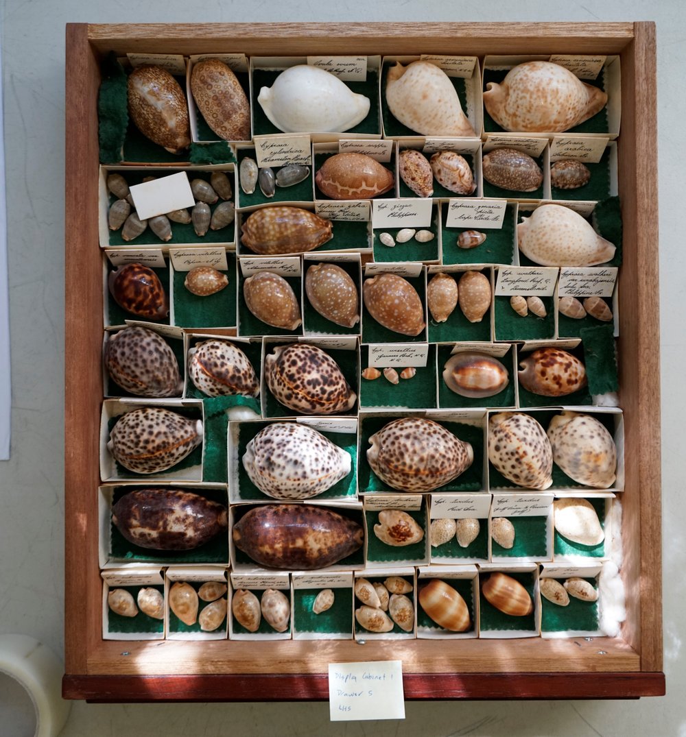 Shells in Drawer