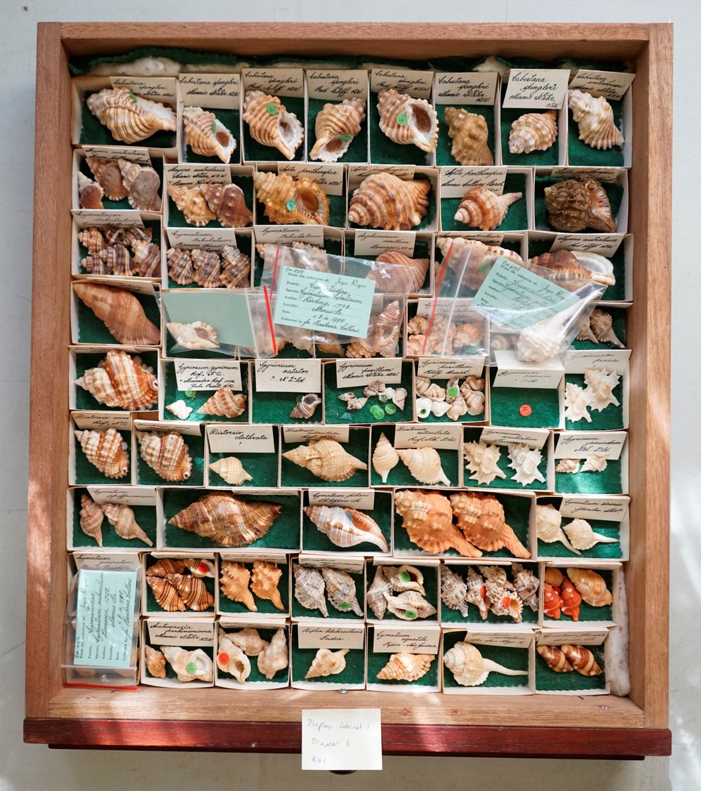 Shells in Drawer