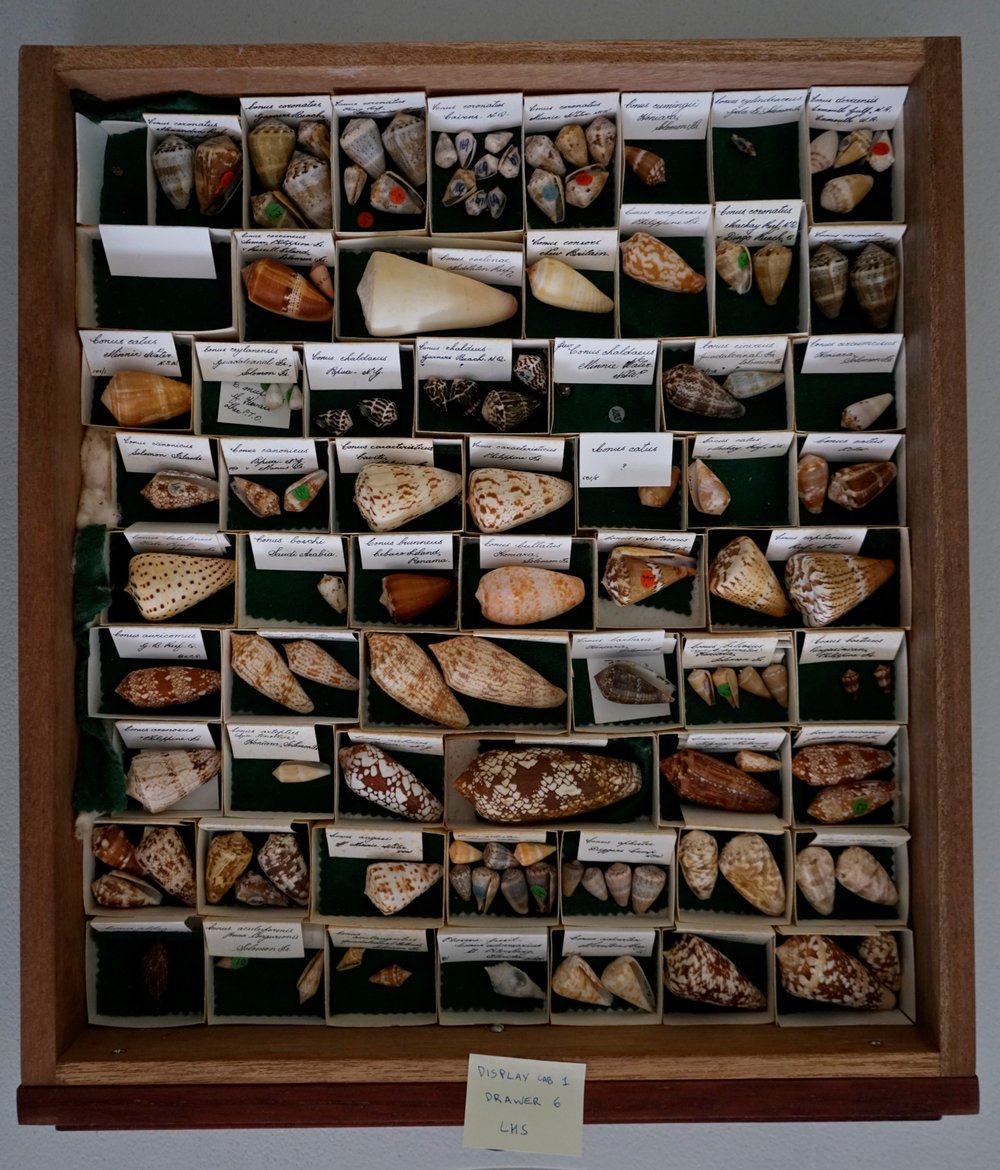 Shells in Drawer
