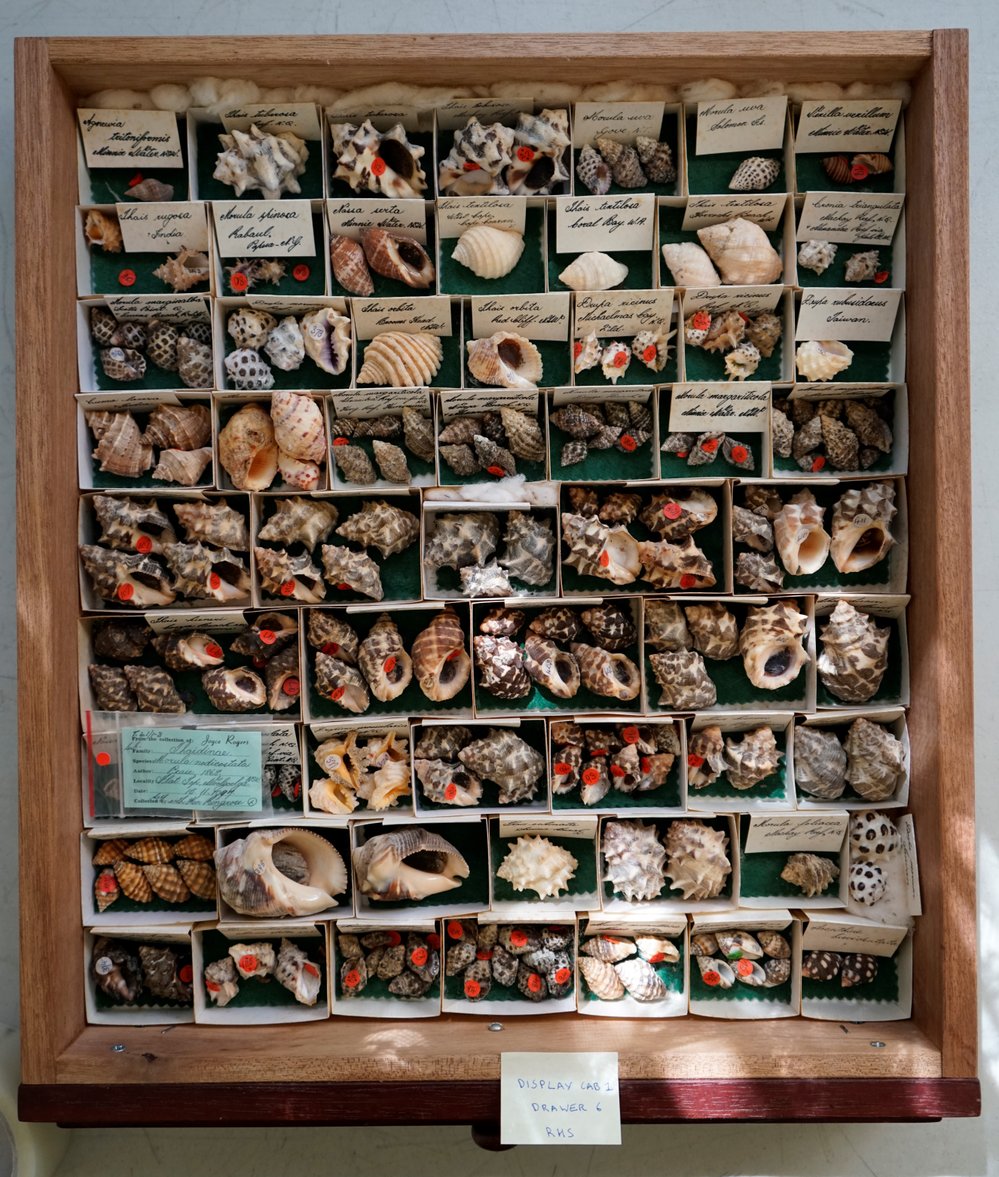 Shells in Drawer