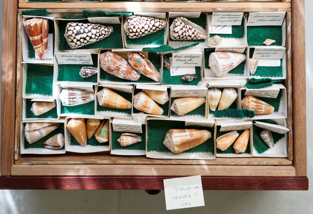 Shells in Tray
