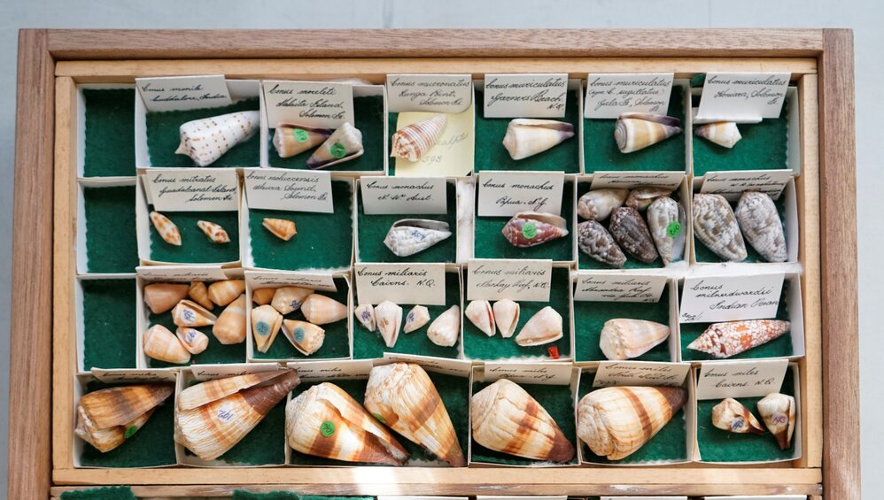 Shells in Tray