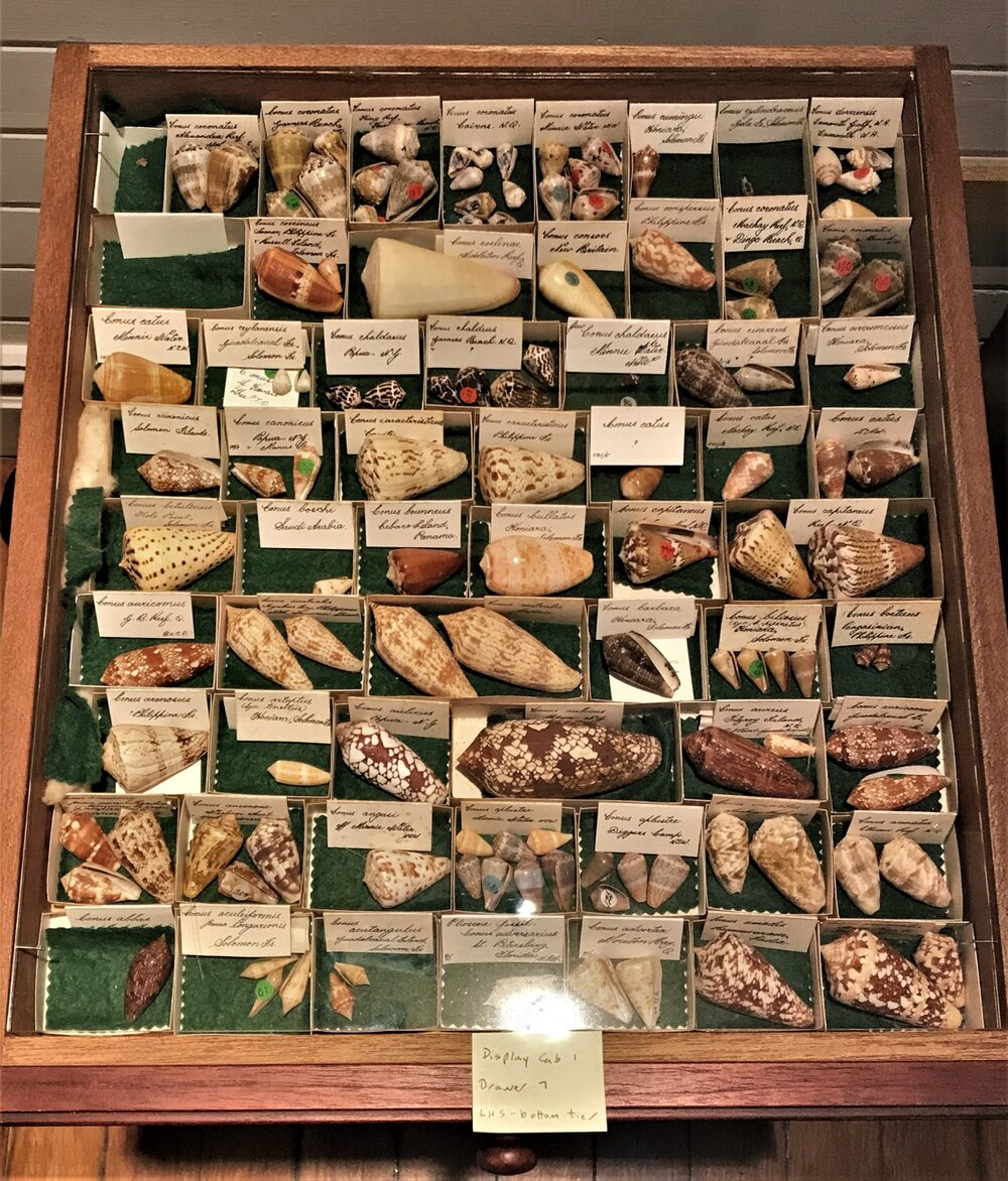 Shells in Drawer