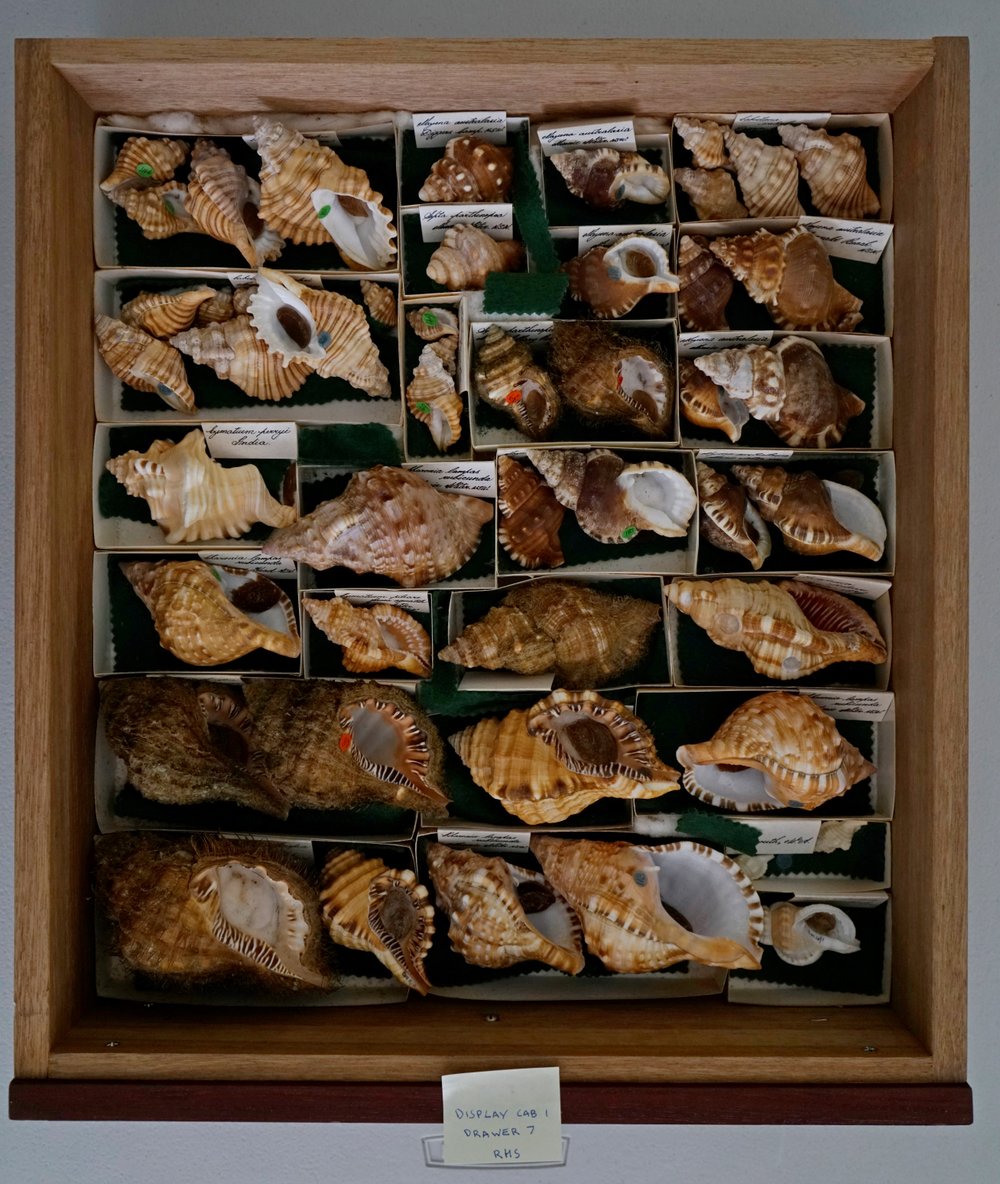 Shells in Drawer