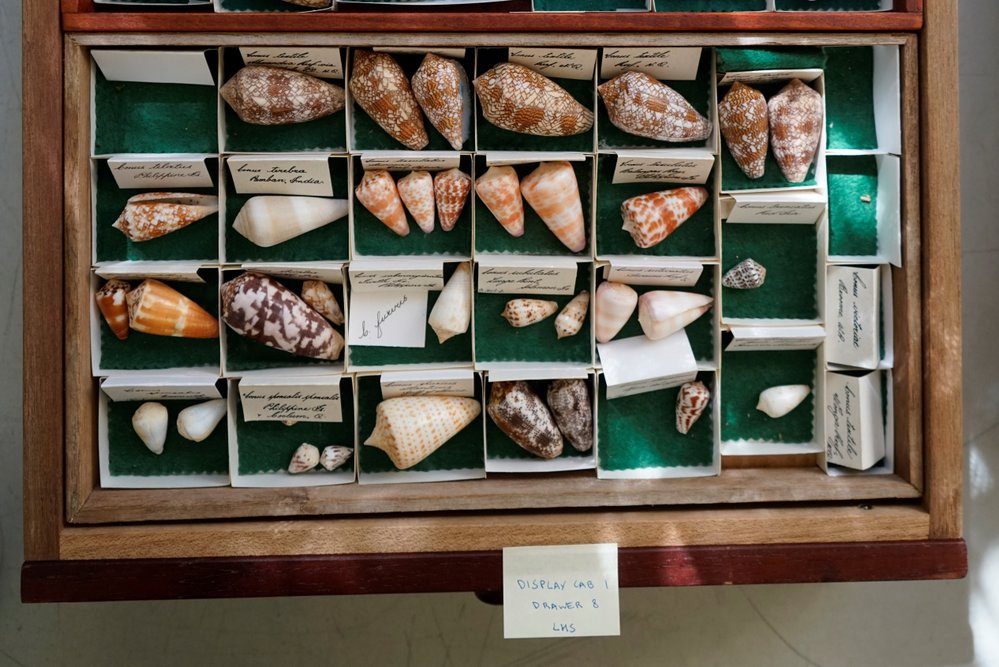 Shells in Tray