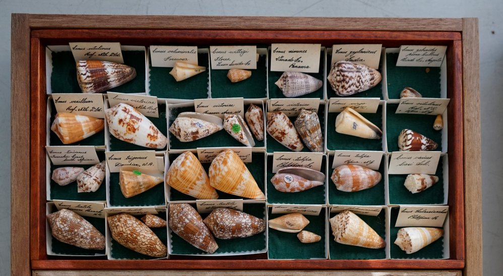 Shells in Tray