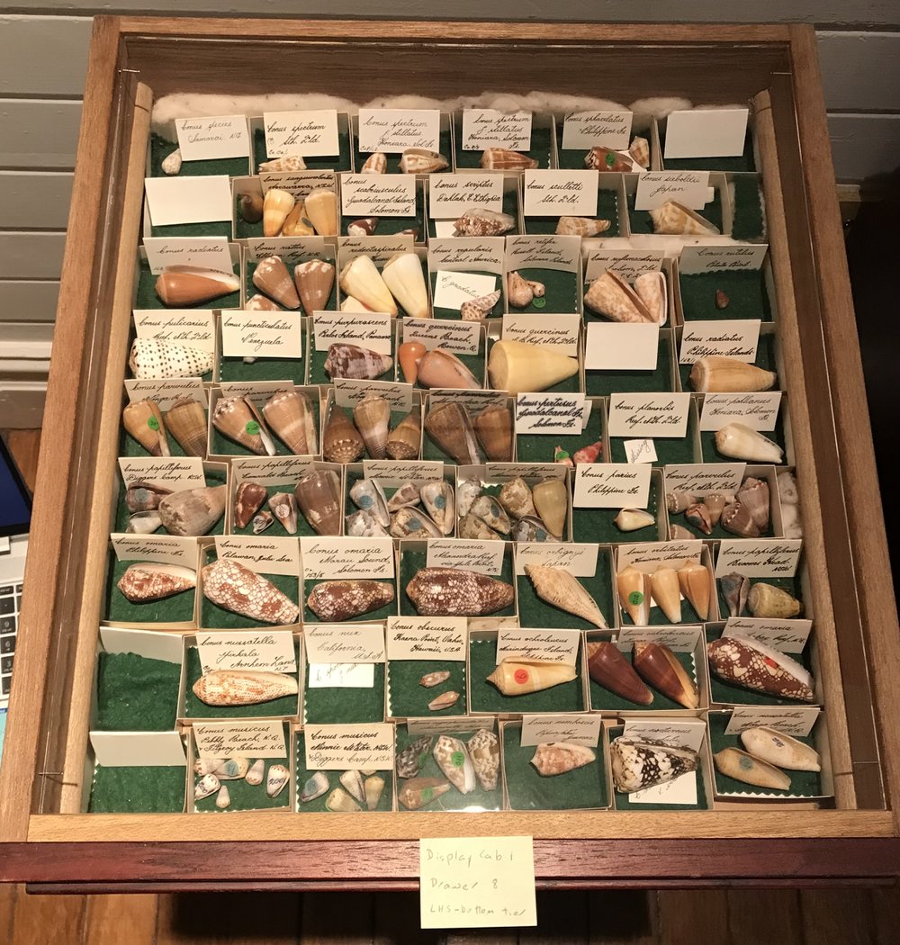 Shells in Drawer