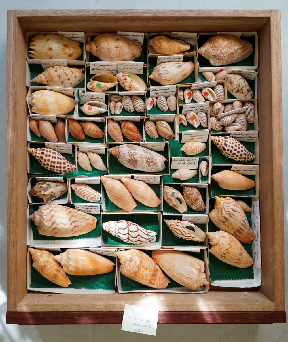 Shells in Drawer