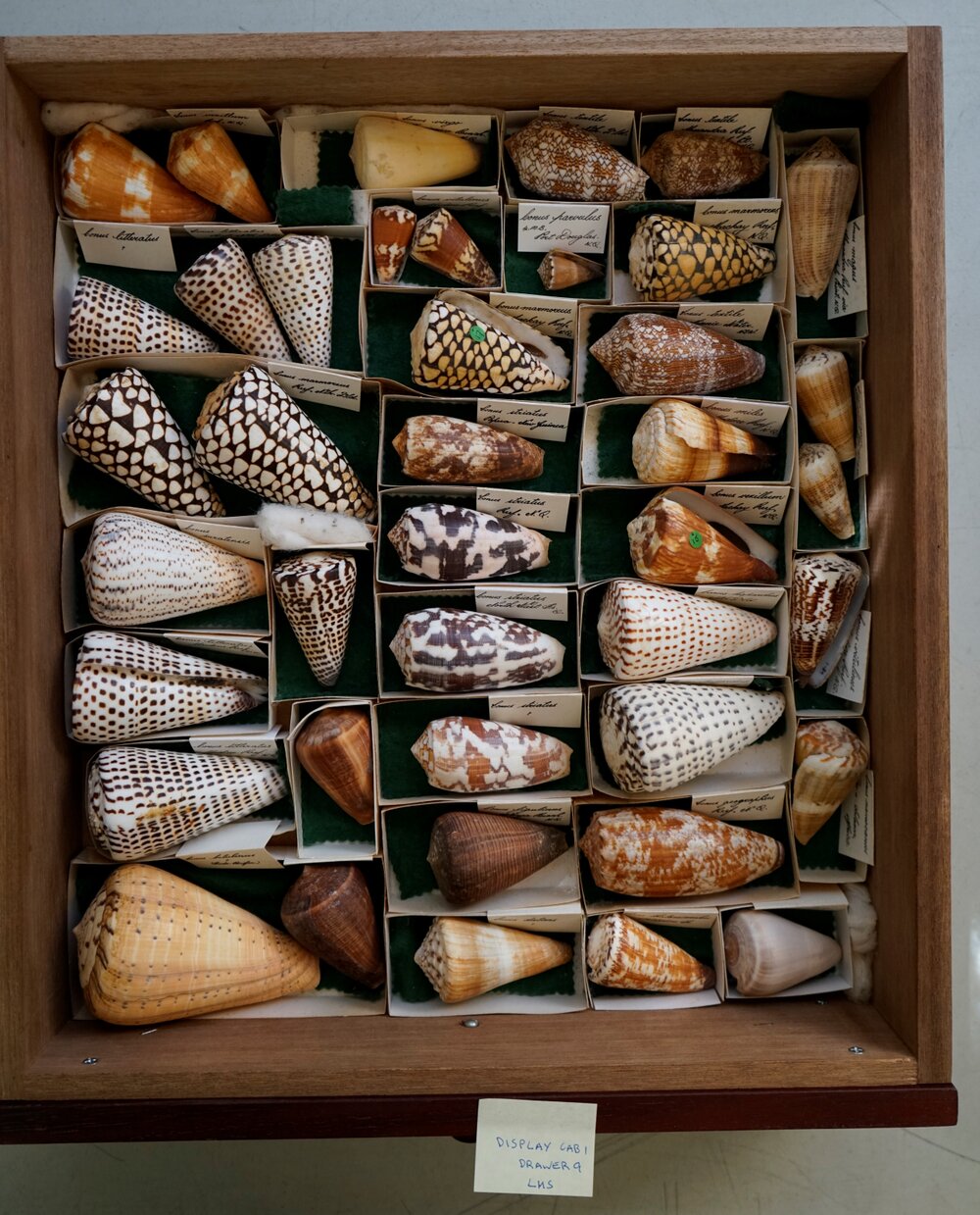 Shells in Drawer