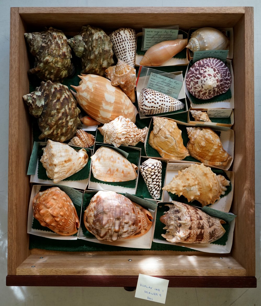 Shells in Drawer