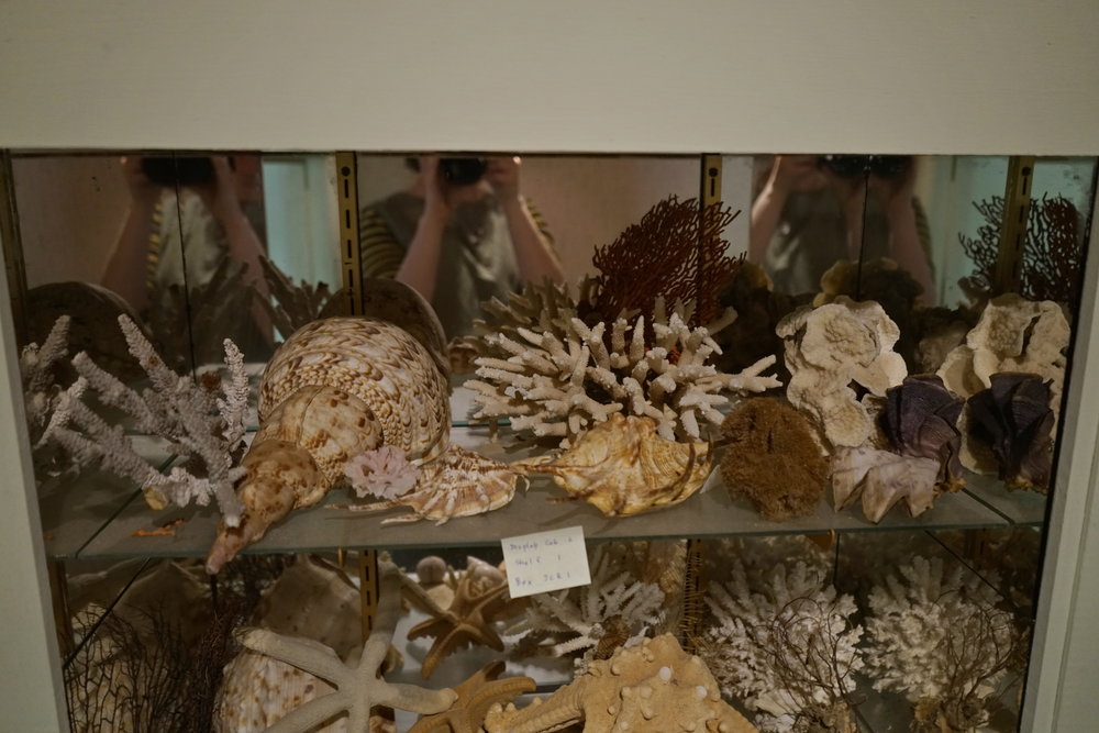Shells