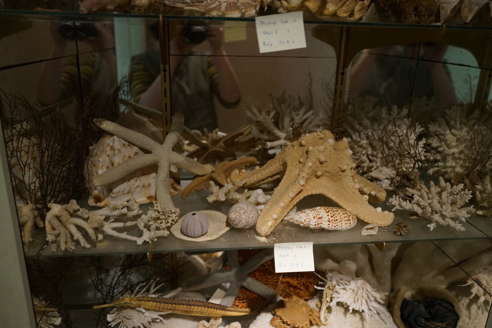Shells