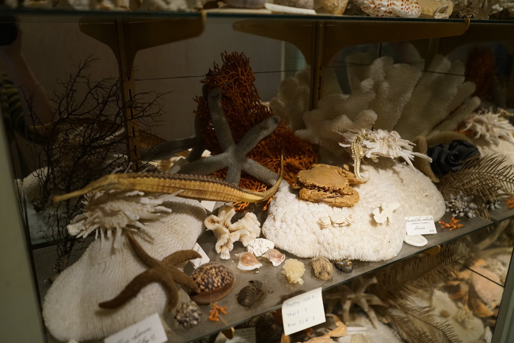 Shells